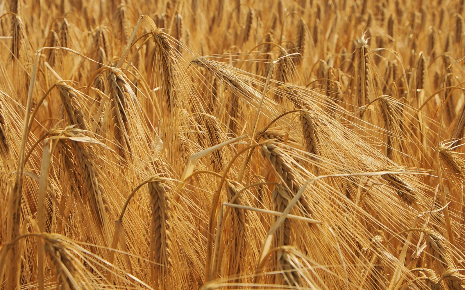 a field of ripe wheat ready to be harvested